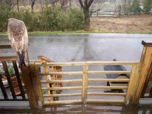 昨日の大雨の中、玄関でお客様を迎えるピーこ