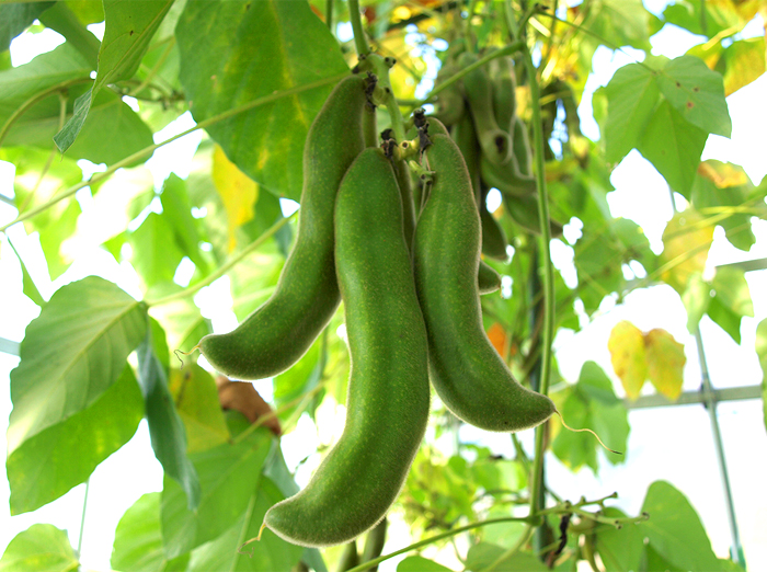 ムクナ豆の生産・販売