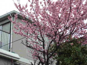 実家の早咲き桜「春めき」