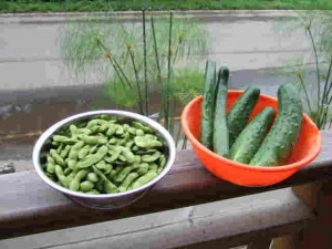 枝豆と加賀きゅうり（右）を収穫