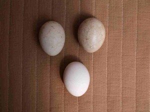 上の2つがピーコの卵、下は鶏のＭサイズ