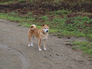 今日の朝の散歩「愛犬ゴン」
